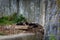 A young, lazyÂ himalayan black bear (Ursus thibetanus) lying in his lair.